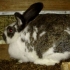 Okrol rabbit